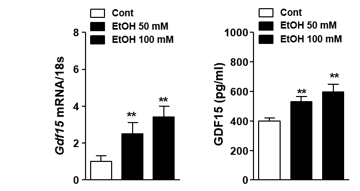 알콜에 의한 GDF15 발현증가