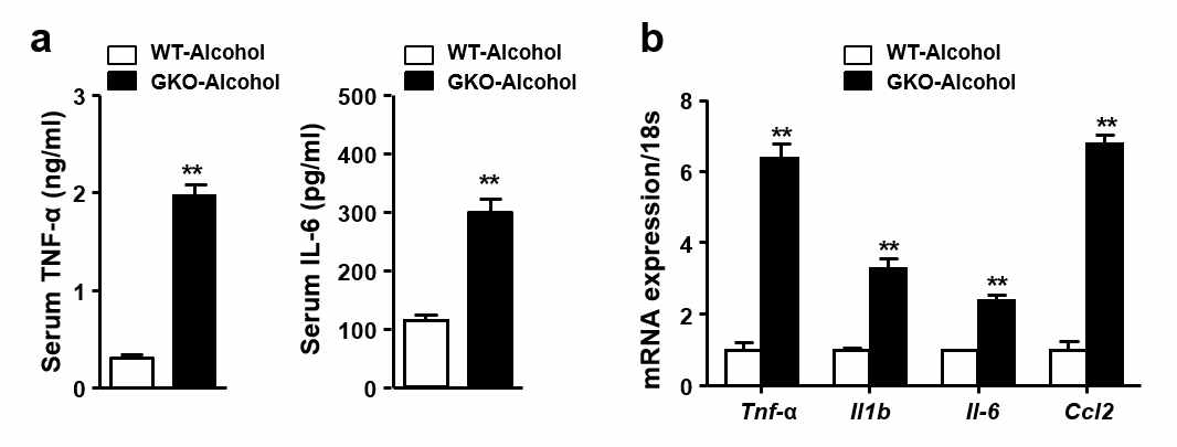 GDF15 KO 마우스에서 알콜에 의한 cytokine 변화