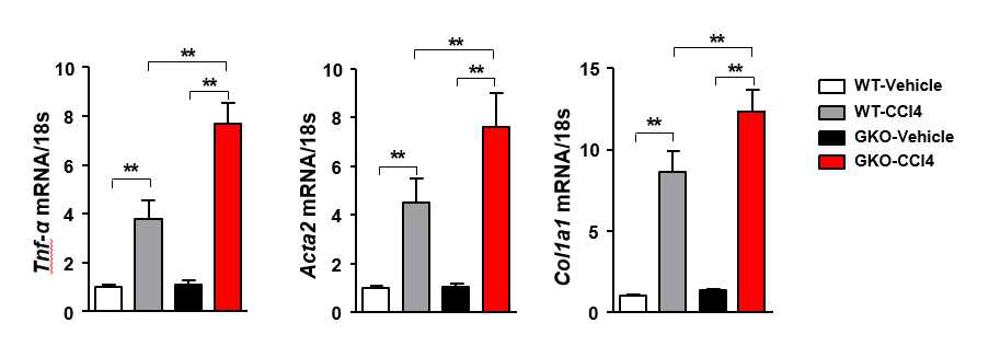 CCl4처리에 의한 cytokine 발현 변화