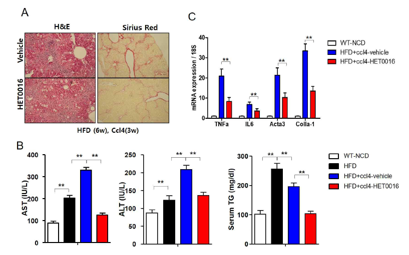 HFD+CCl4 NASH 모델에서 HET0016에 의한 지방간염 개선효과