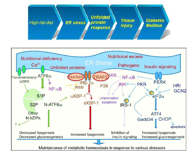 ER stress에 의한 인슐린 저항성 유발기전