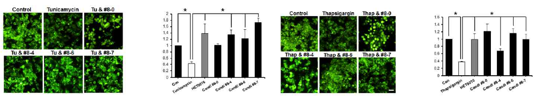 CYP4A 저해 유효물질 8번 유도체 glucose uptake 결과