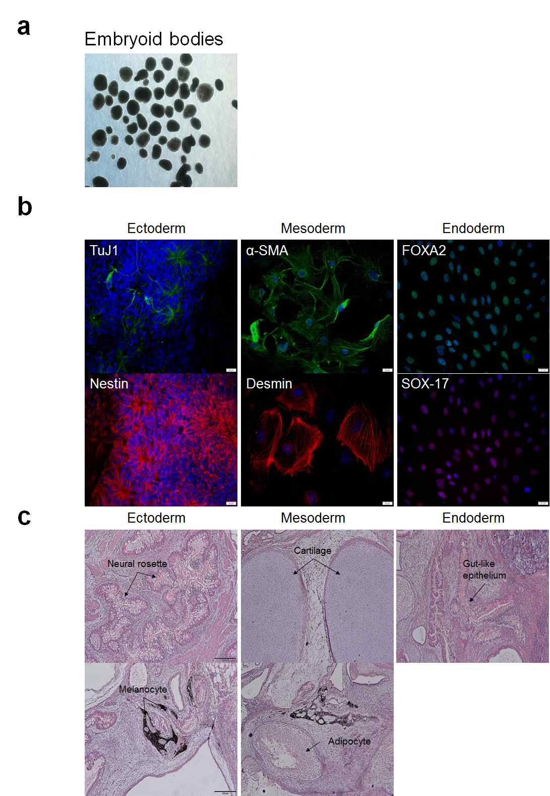 간조직유래 iPSC의 분화능 분석 (a) Embryoid bodies 형성 (b) in vitro 분화능 확인, 삼배엽 분화 마커의 발현을 면역형광 염색으로 확인 (c) in vivo 분화능, 테라토마 형성 확인