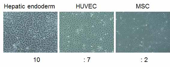 간 오가노이드 제작 시 사용한 세포 이미지 및 배양 비율
