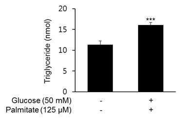 지방간 유도 오가노이드 내의 triglyceride 양 증가 확인