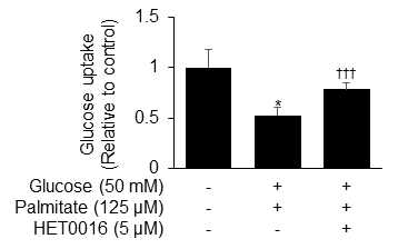 HET0016에 의한 glucose uptake 기능 회복 검증