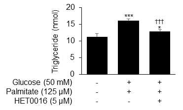 HET0016에 의한 오가노이드 내 triglyceride 양 감소 확인