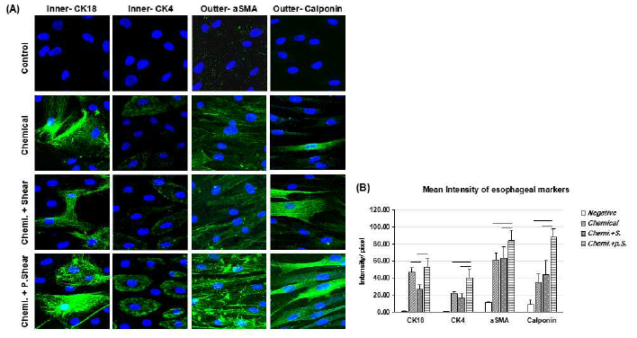 Immuno-staining 확인 결과