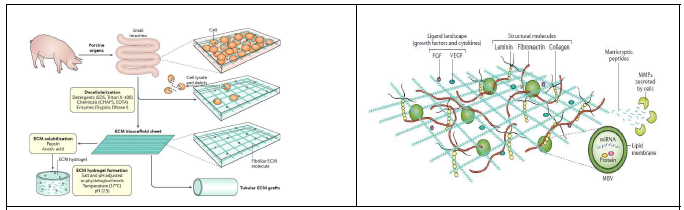 ECM scaffold의 제작과정 및 ECM scaffold의 landscape