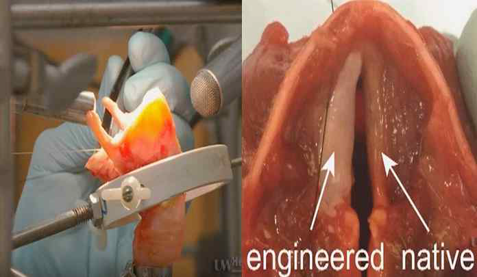 사람의 성대에서 추출한 성대세포를 이용하여 성대의 모양과 기능을 갖춘 조직을 만드는데 성공함 (미국 위스콘신대, 2015년)