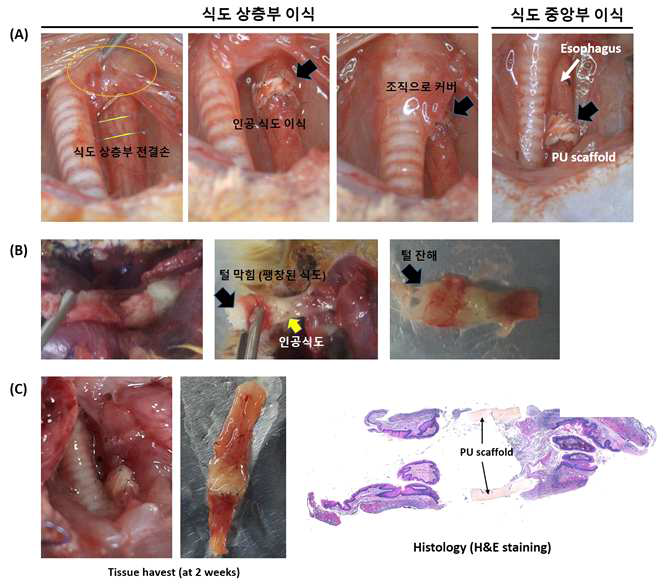 식도 이식 위치에 따른 유효성 평가 (전결손 모델)