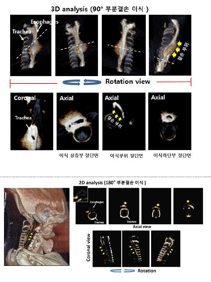 Micro-CT 분석을 통한 식도재생의 영상학적 평가 도출