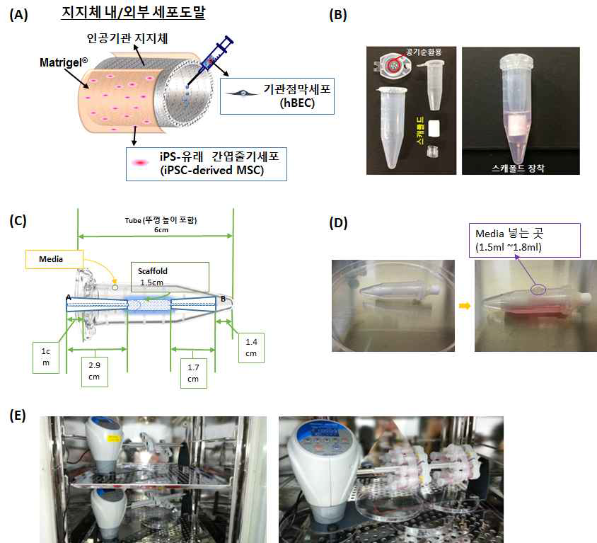Bioreactor 시스템의 고안 및 인공기관 지지체내 세포의 이식