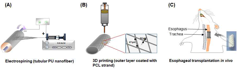 3D printing / 나노섬유 구조의 원통형 인공식도지지체의 제조 및 미세혈관 문합술을 통한 이식술 개발에 대한 모식도