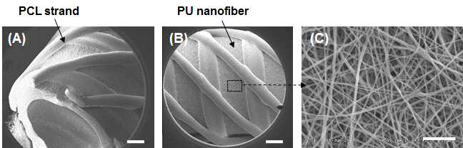 3D printing / 나노섬유 구조의 원통형 인공식도 지지체의 주사전자현미경을 통한 내외 벽의 표면 모폴로지 관찰