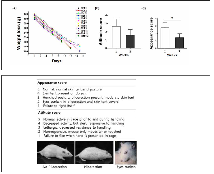 영양 상태 확인을 위한 몸무게 변화 및 실험동물의 행동거동의 grading system