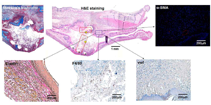 바이오리액터 배양된 인공식도 지지체의 전결손 모델에의 이식 II (in vivo)