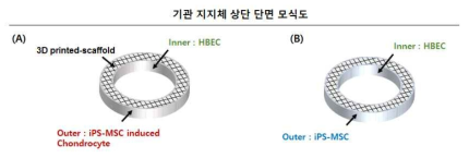 스캐폴드 상층부 단면 모식도. 만능유도줄기세포 기원 연골세포(A)와 간엽줄기세포(B)를 지지체 외벽에 부착 시키고, 두 그룹 모두 안쪽면에는 호흡상피세포(HBEC)를 이식함