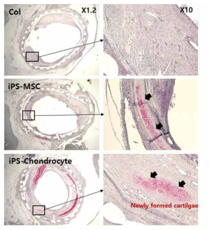 이식부위의 연골재생 분석을 위한 safranin O 조직염색 결과