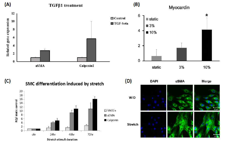 식도 smooth muscle cell 분화 실험결과