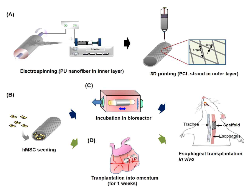 3D printing / 나노섬유 인공식도지지체 제조 기술, 바이오리액터 배양 기술, 장간막 이식기술, 미세혈관 문합술을 통한 전결손 이식기술의 최적화 작업