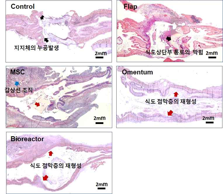 각각의 지지체 이식을 통한 전결손 부위의 조직재생 관점의 조직학적 분석