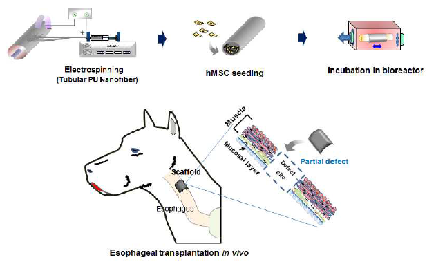 폴리우레탄 나노섬유의 원통형 인공 식도지지체의 제조 및 중간엽줄기세포를 접종한 지지체의 바이오리액터 동적배양을 통한 대동물 식도 부분결손의 재생연구