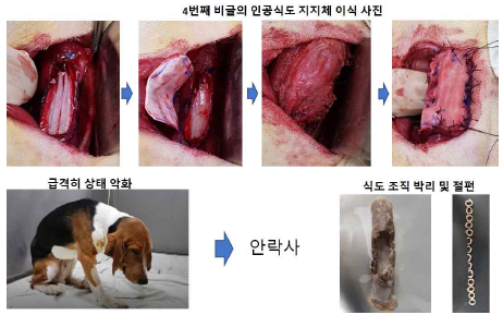 부분이식된 비글 3마리중 한 마리의 상태악화 및 안락사