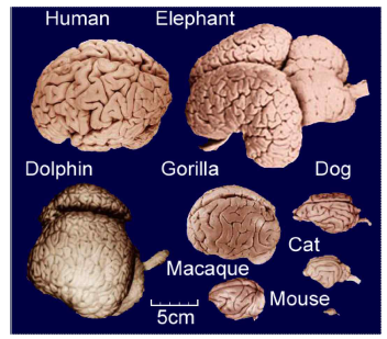 여러 동물들에서 관찰되는 다양한 뇌 구조 및 크기