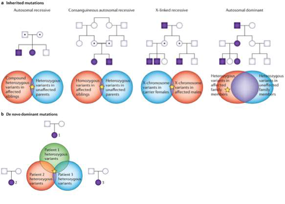 Inherited mutations (a) 혹은 De novo (germline) mutations (b)을 타겟으로 하는 뇌발달 장애 유전체 연구 접근법 (Nature Reviews Genetics 14, 681–91, 2013)