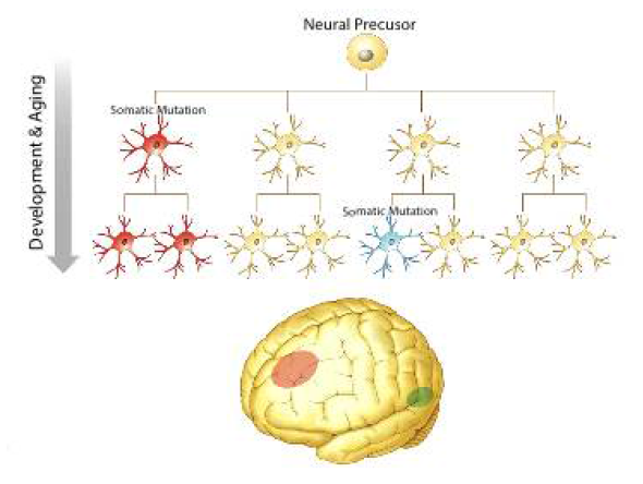 뇌 발달 과정 중 뇌 국소 부위에 발생할 수 있는 뇌 체성 유전 변이 모식도 (unpublished figure)