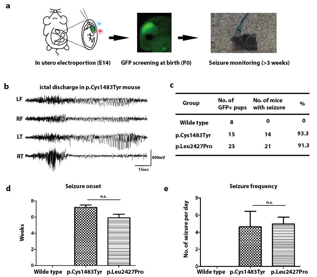 1세부 연구팀에서 확보한 Mouse model에서 video-EEG recording (a) Mouse phenotype 확인 모식도. (b) convulsive seizure EEG (c)발작을 보이는 mouse 비율 (d) 발작 시작 시점. 약 7주경 시작된다. (e) 발작 빈도. 약 하루당 5회 정도의 빈도를 보인다 (Nat Med 2015)