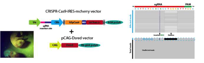 In utero somatic genome editing에 의해 loss of function 뇌 체성 유전 변이를 마우스 모델링한 데이터(unpublished data)