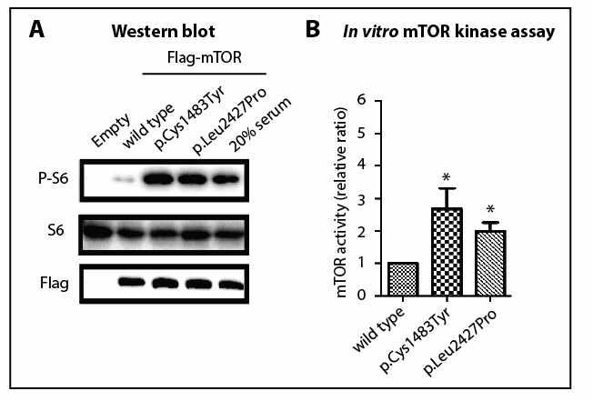 HEK293T cell line에서 immunoblot과 kinase assay를 통해서 FCD 유발 유전 변이가 세포에서도 환자와 같이 p-S6 level이 증가되어 있음을 확인하였다 (Nat Med 2015)