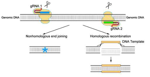 CRISPR/Cas9을 이용한 genome editing 모식도