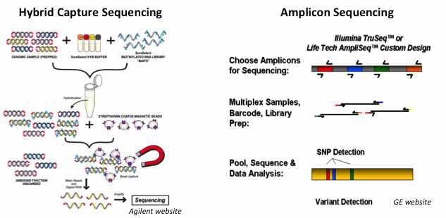 Hybrid capture 및 amplicon sequencing 개념에 대한 모식도