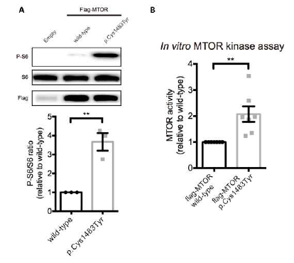 MTOR C1483Y somatic mutation은 mTOR kinase 의 과활성을 유도함