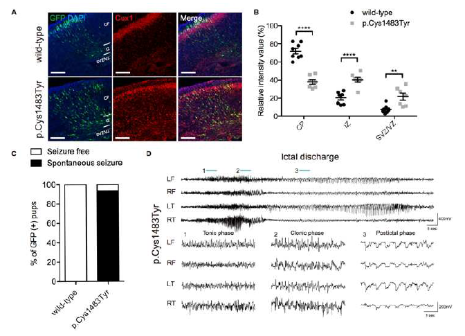 MTOR C1483Y somatic mutation을 반영한 약물 저항성 뇌전증 생쥐 모델