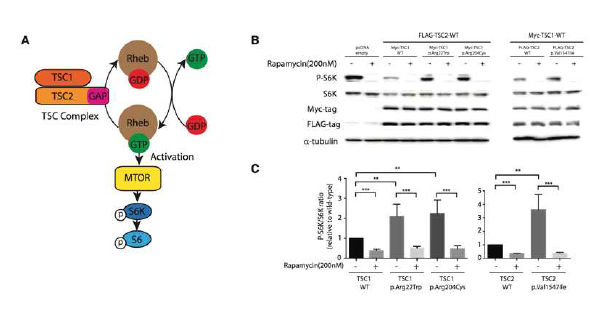 TSC1, TSC2 돌연 변이에 의하여 mTOR 활성이 증가됨을 보여주는 결과