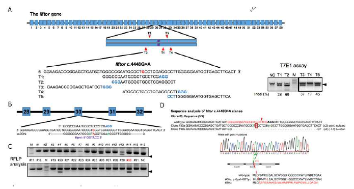 HDR을 매개한 CRISPR 유전자 편집기술을 이용하여 mTOR C1483Y NIH3T3 cell 세포주를 구축한 결과