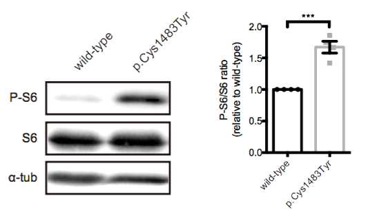 mTOR C1483Y NIH3T3에 mTOR pathway가 hyperactivation되었음을 보여주는 P-S6 western blot 결과