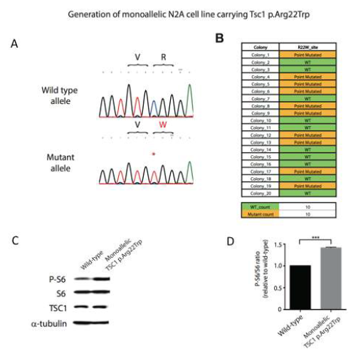 Monoallelic TSC1 p.Arg22Trp N2A 세포주 제작과 mTOR pathway 과활성화를 보여주는 실험 결과