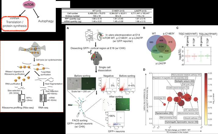 mTOR somatic mutation 있는 신경세포만 enrichment 후 ribosome profiling을 수행 결과 epilepsy 연관 유전자들이 다수 발견됨