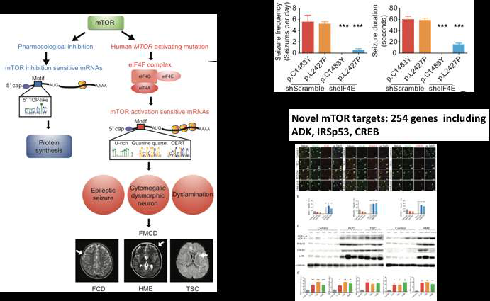 mTOR 뇌 체성 유전 변이 동물 모델에서 eIF4F complex의 core protein인 eIF4E를 억제한 결과 epilepsy가 호전되는 것을 관찰하였음