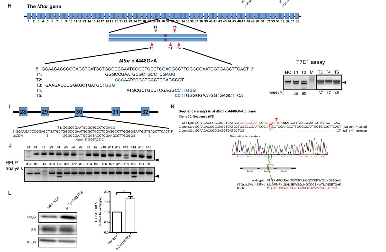 CRISPR/Cas9 genome editing을 이용하여 mTOR C1483Y NIH3T3 세포주를 제작함