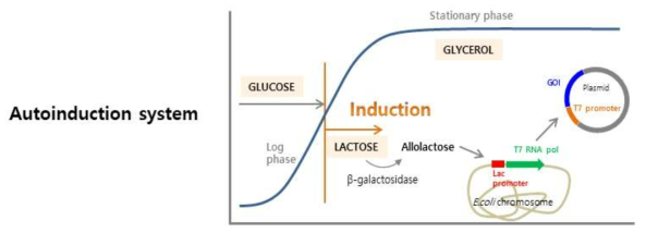 배지내 당 성분 조절과 Lac operon 기반 발현 조절을 통해 대장균내 단백질 발현을 극대화 할 수 있는 autoinduction system의 개요