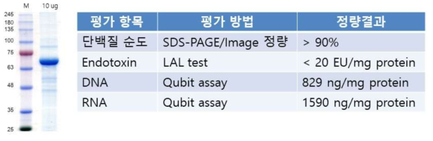 1차 생산된 F4V2 항원의 순도 및 오염도 측정 결과