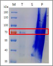 F4V2 항원을 대량 생산을 위한 본배양액에서 F4V2 항원단백의 발현유무를 확인함. Total lysate와 Insoluble pellet에서 68.7kDa의 항원단백의 발현을 확인함. M: Marker, T: Total lysate, S: Soluble supernatant, P: Insoluble pellet