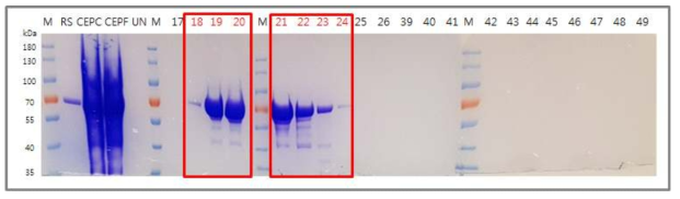 F4v2의 Size exclusion chromatography peak을 SDS-PAGE로 항원 발현 확인 (M: Marker, RS: 표준품, CEPC: 1차 정제 후 pooling·농축, CEPF: CEP filtering, UN: Unbound fraction, 17-26/39-49: elution fraction)