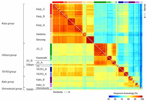선발된 206개 TSA56 단백질의 아미노산 서열 상동성 및 유사성 비교 분석 결과
